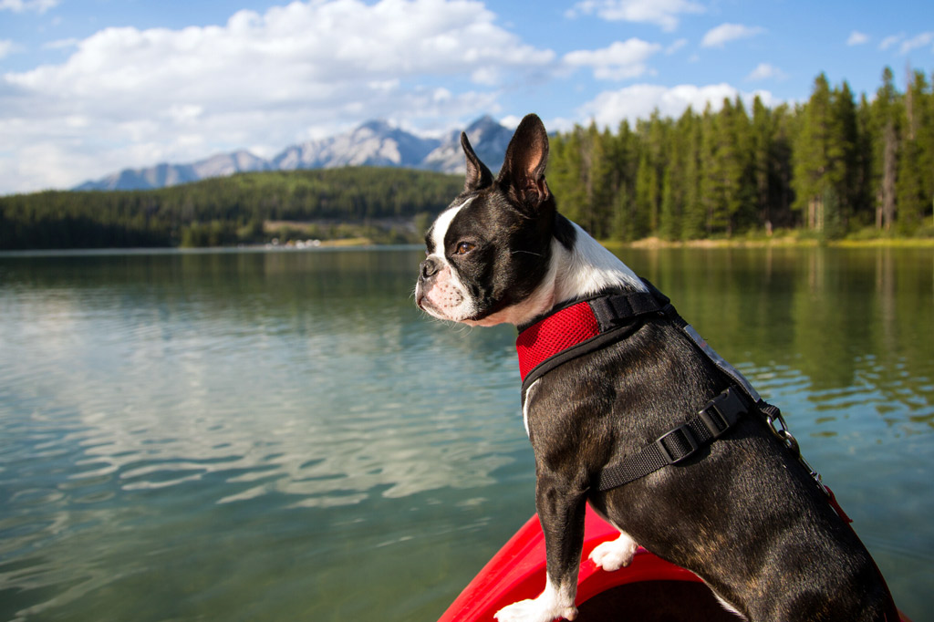 boston-terrier-at-the-lake