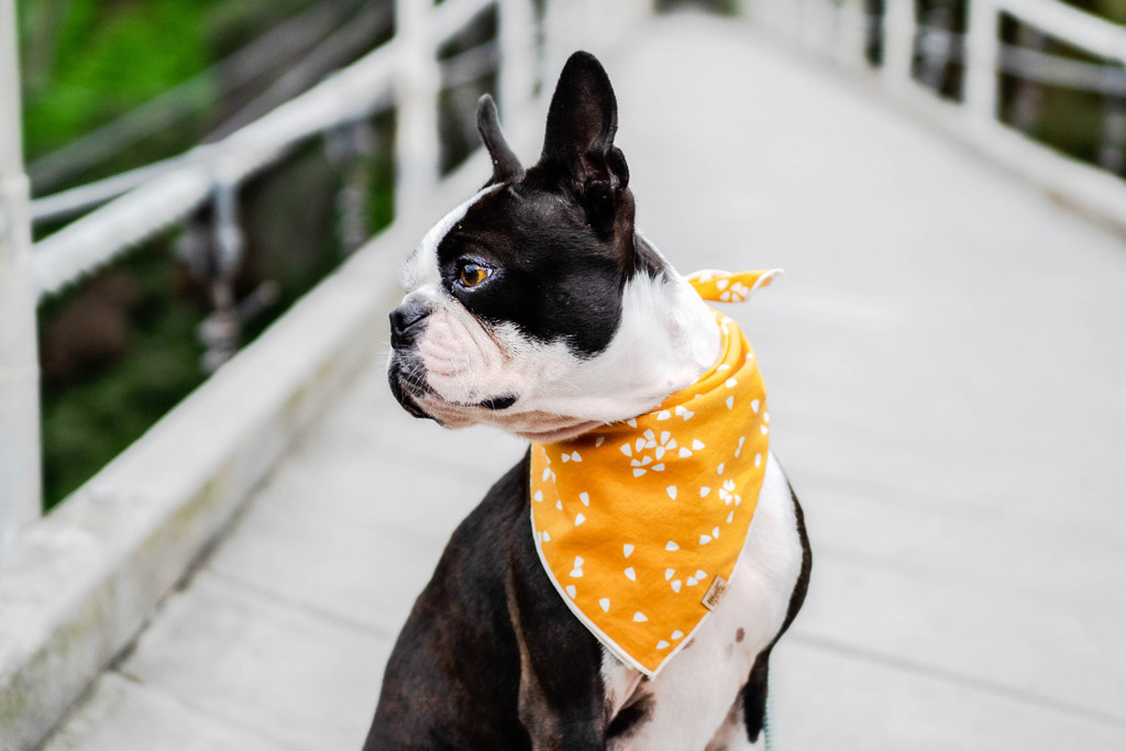 boston-terrier-bandana