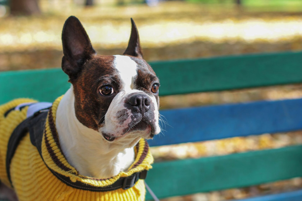 boston-terrier-barking