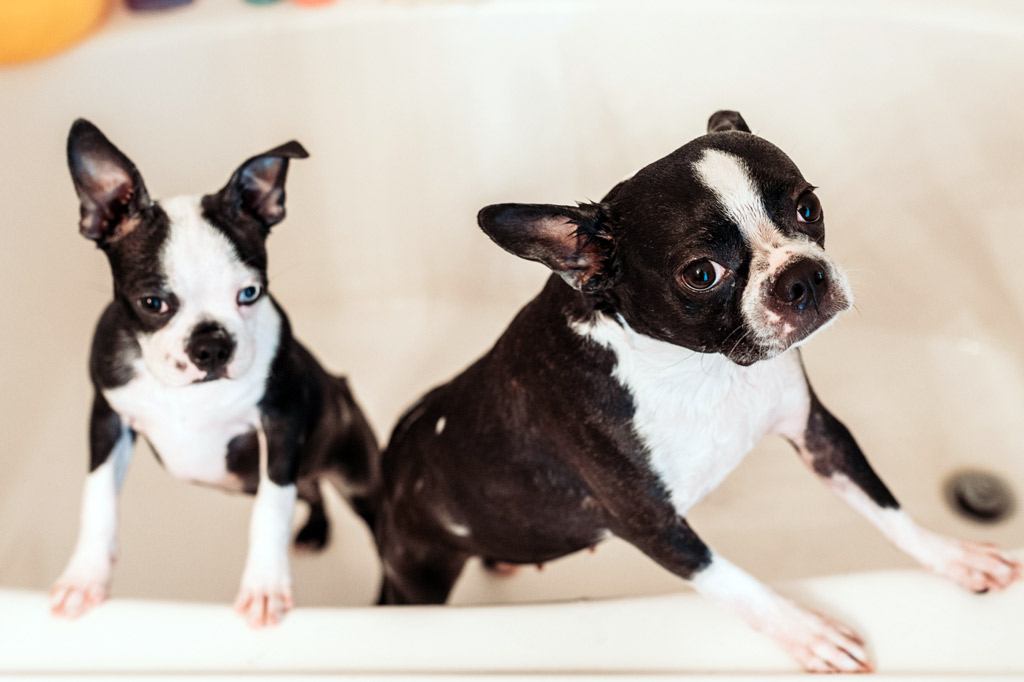 boston-terrier-bath-time