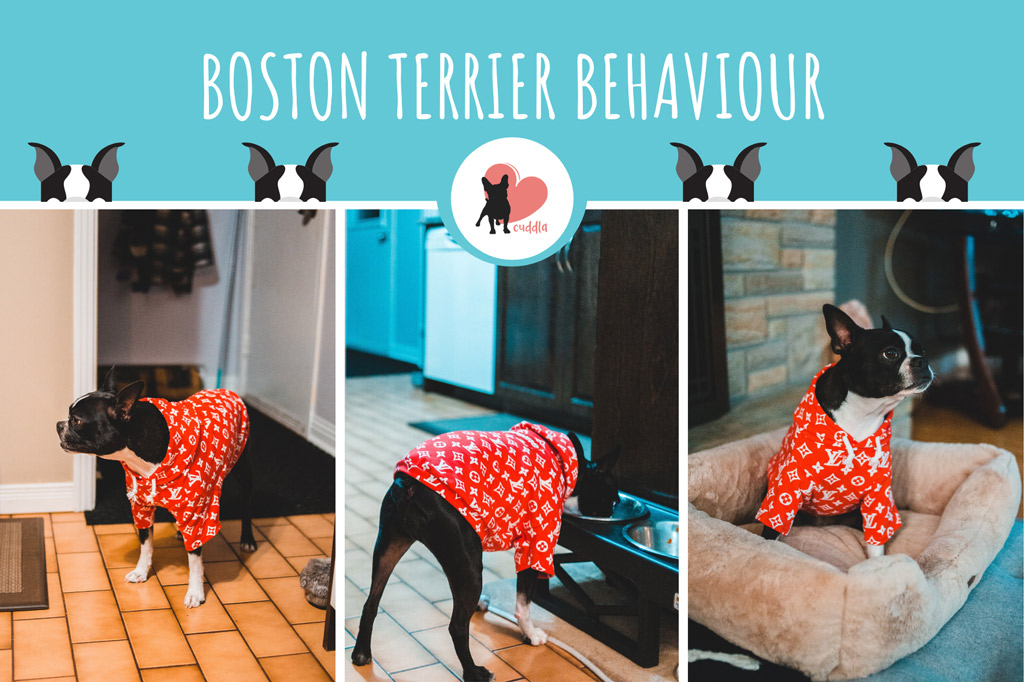 boston-terrier-behaviour