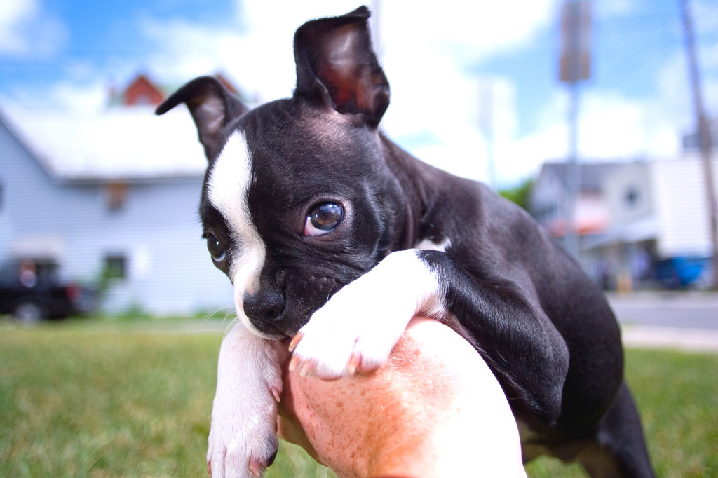 boston-terrier-bite-inhibition