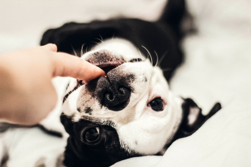 boston-terrier-biting