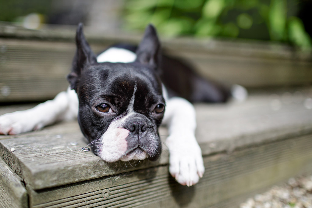 boston-terrier-bored