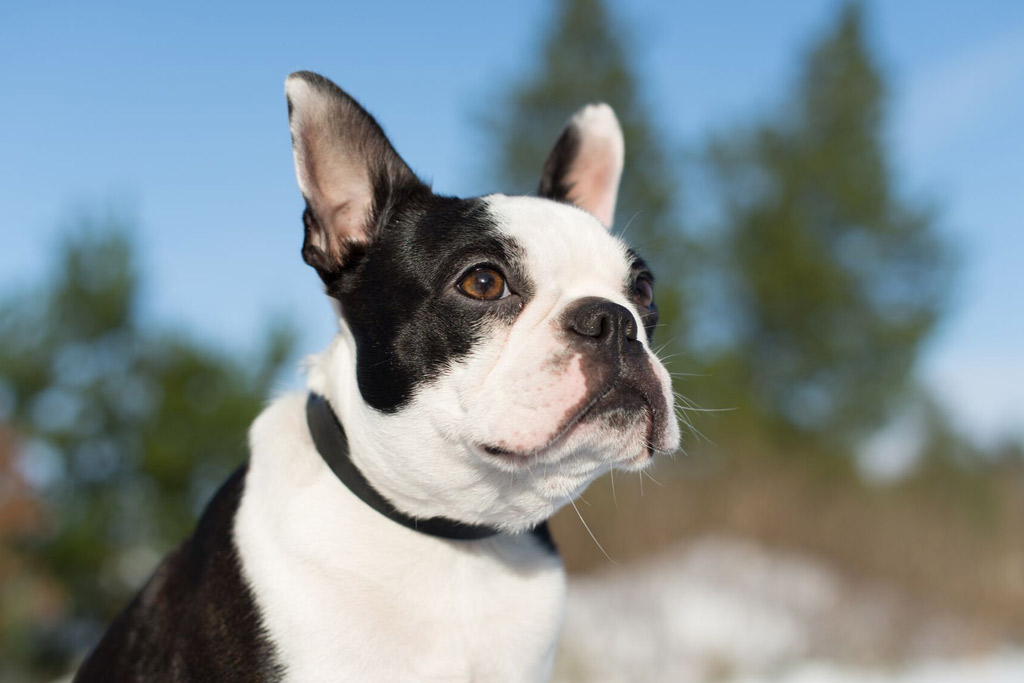 Why Do Boston Terriers Make Weird Noises?