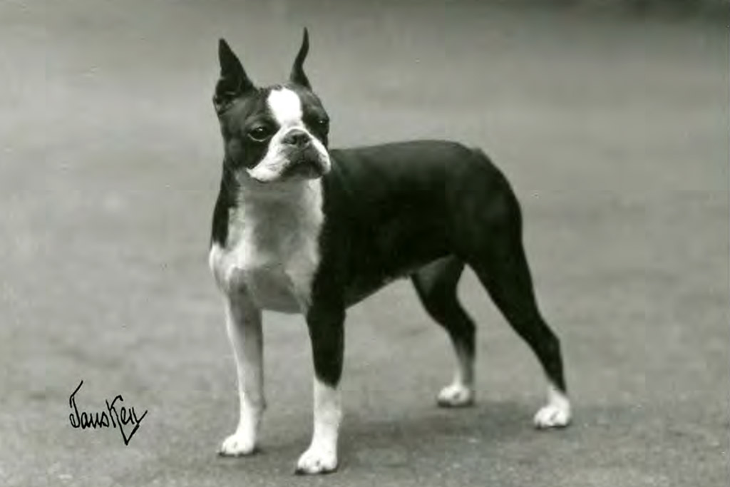 What Were Boston Terriers Originally Bred For?