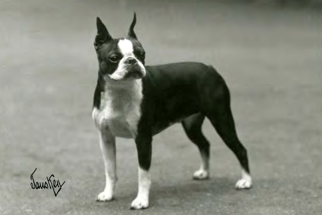 What Were Boston Terriers Originally Bred For