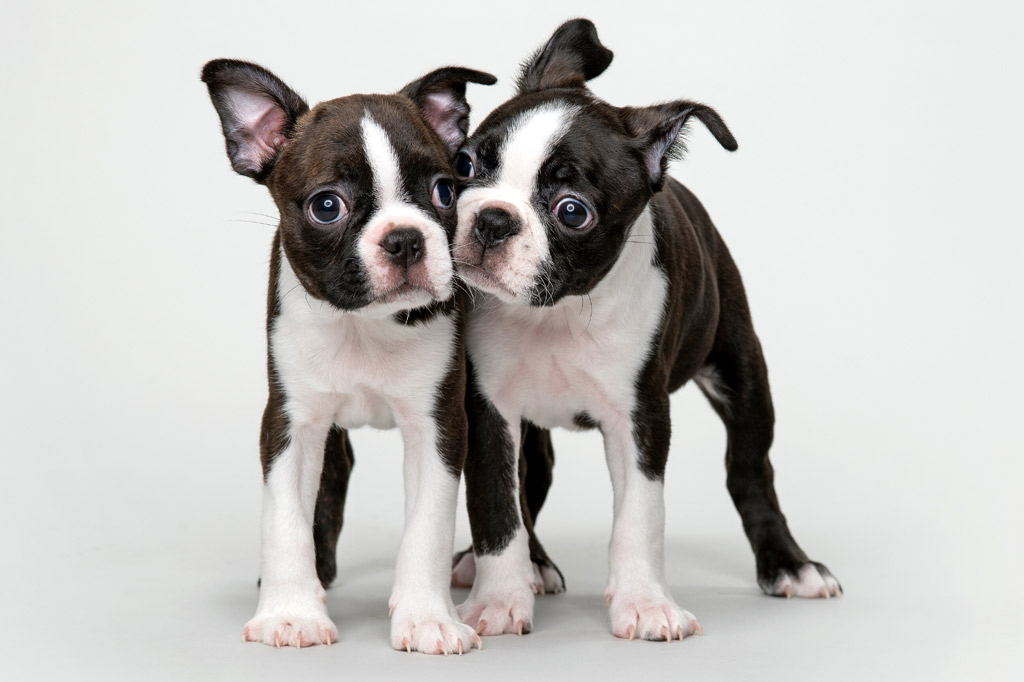 Blue Boston Terriers And Other Colours Explained With Pictures