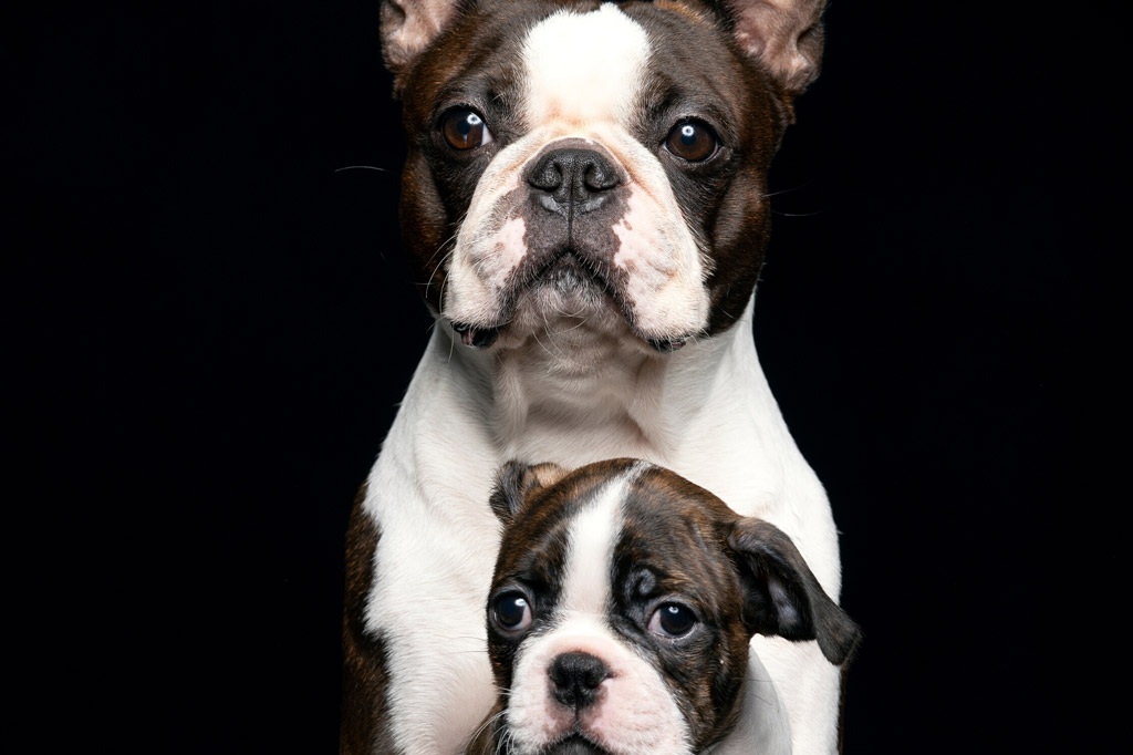 Finding a Reputable Boston Terrier Breeder & 16 Questions to Ask