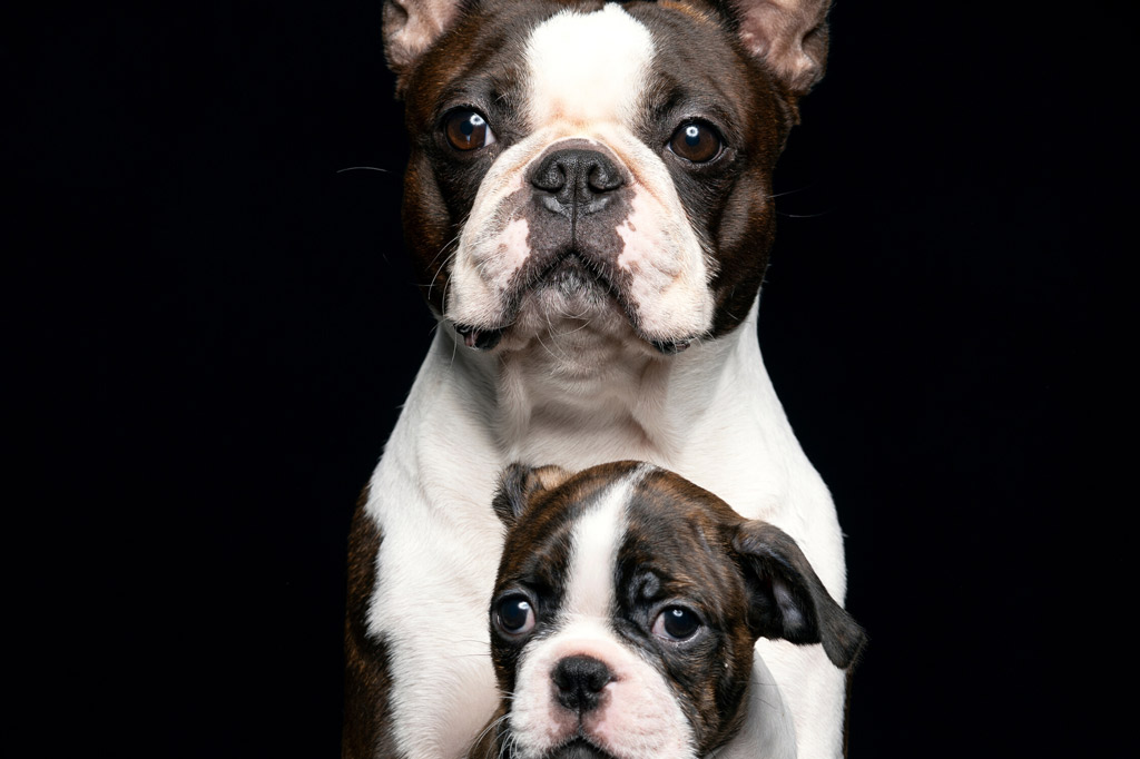 boston terrier registered breeders