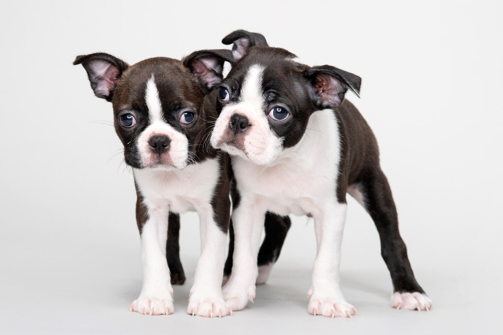 boston terrier registered breeders