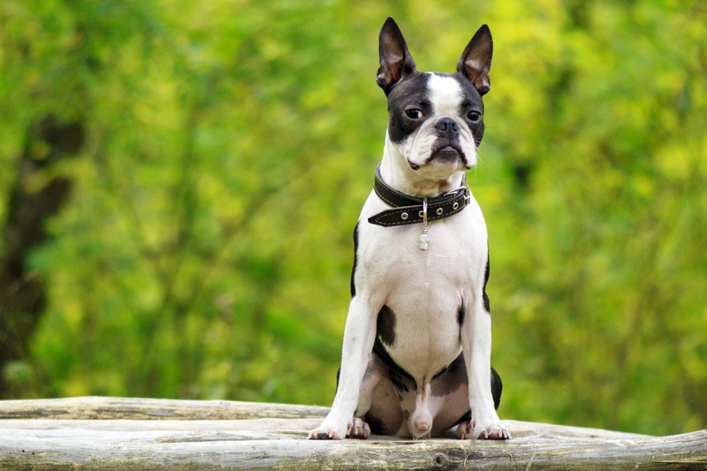 boston-terrier-care-costs