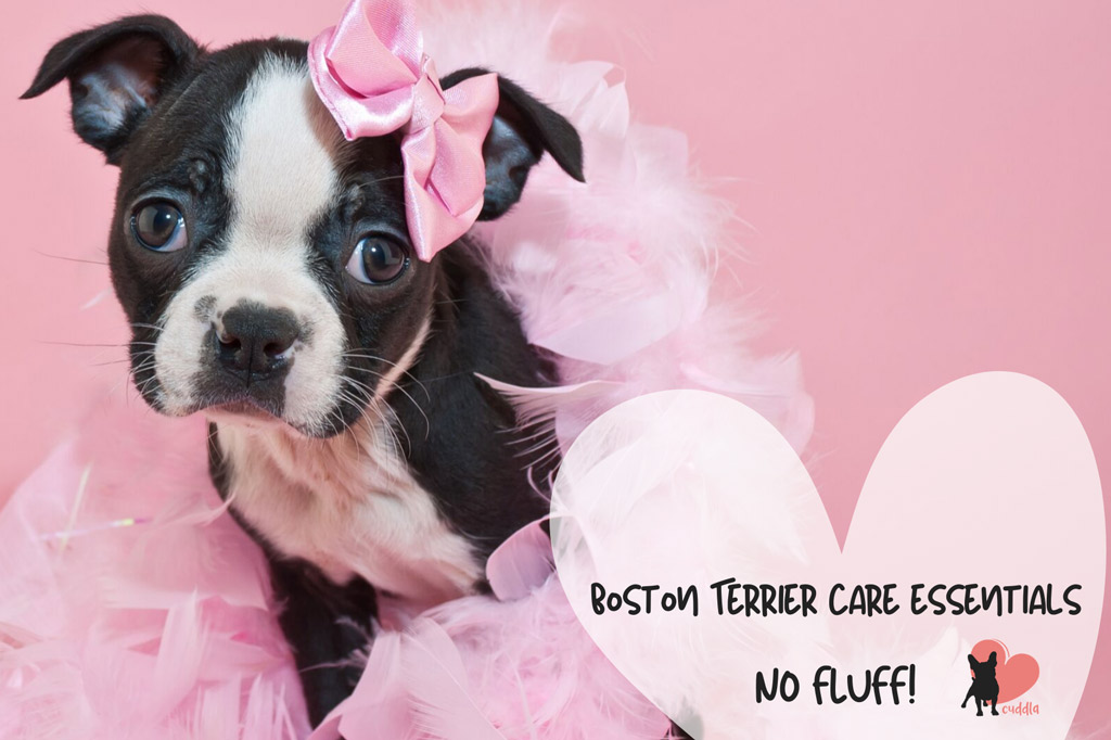 boston-terrier-care-essentials