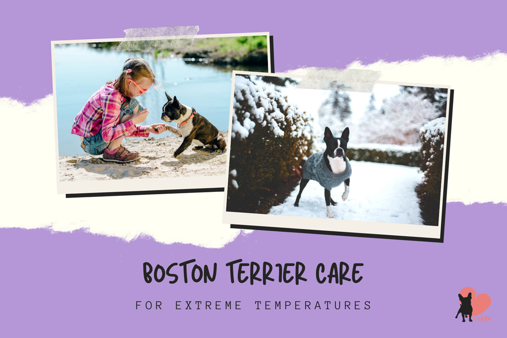 boston-terrier-care-for-extreme-temperatures