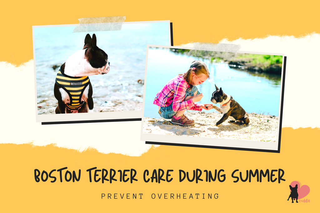 boston-terrier-care-in-summer