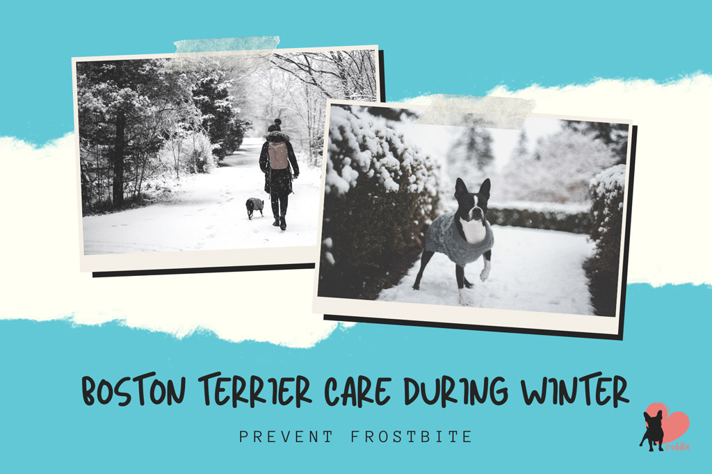 boston-terrier-care-in-winter