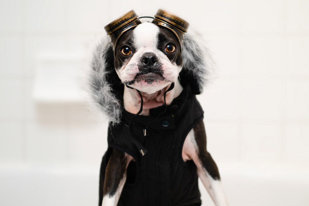 boston-terrier-coat