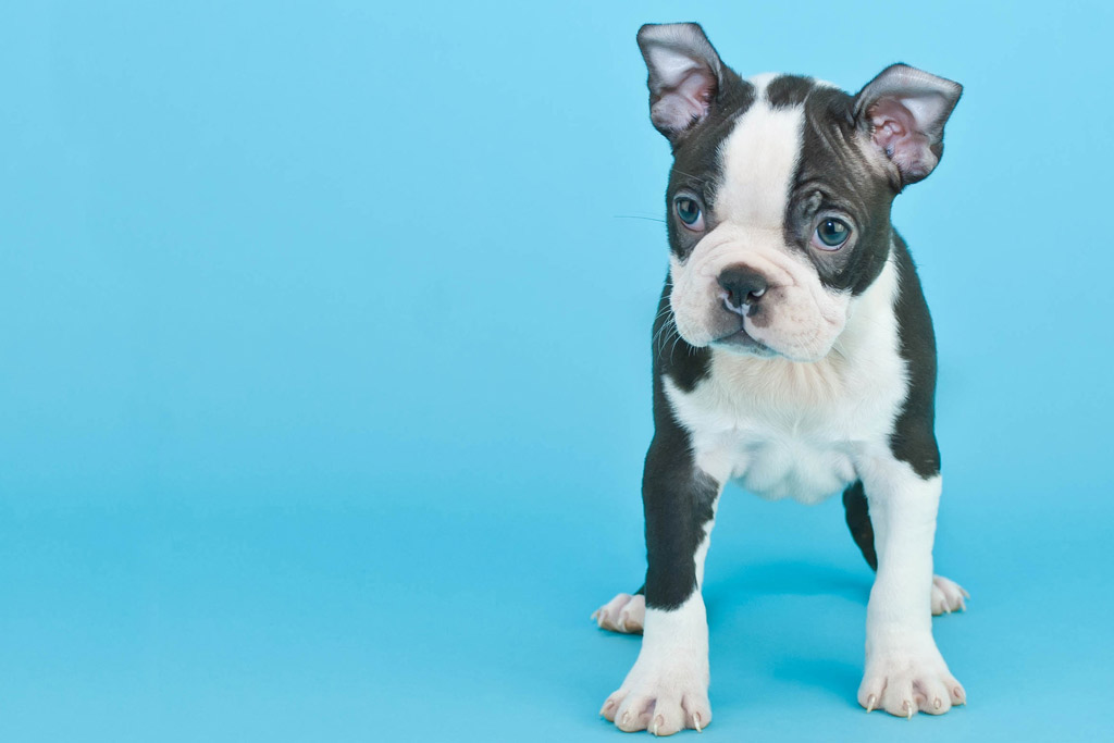 blue boston terrier