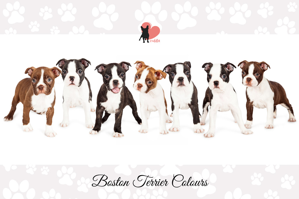 boston-terrier-colours