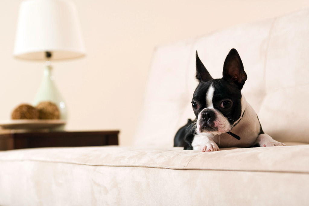 boston-terrier-commands-down