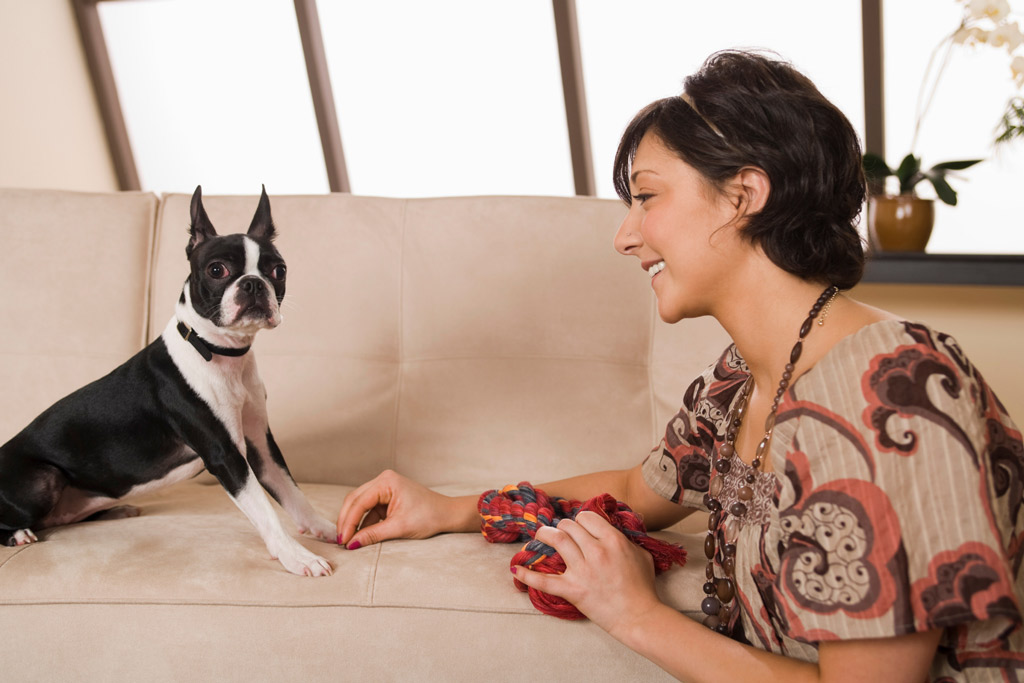 boston-terrier-commands-leave-it