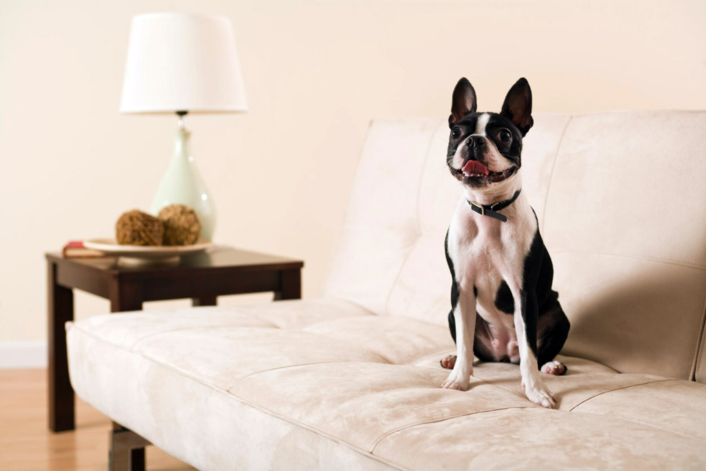 boston-terrier-commands-sit