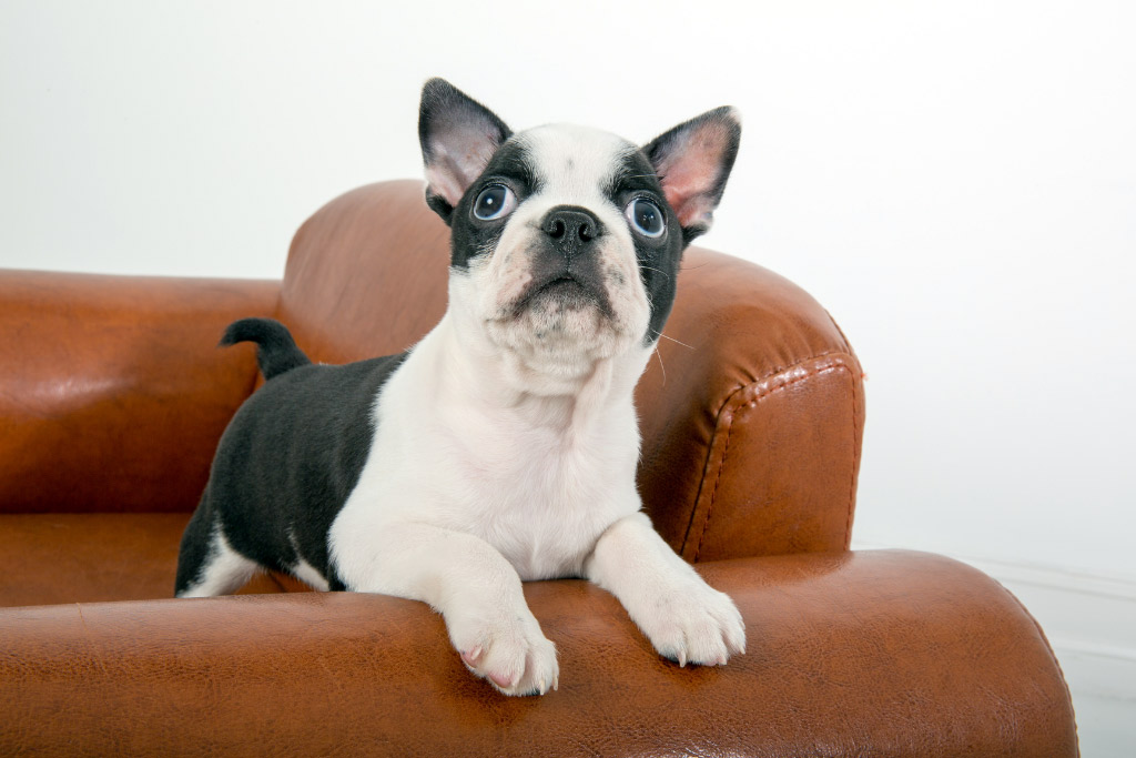 boston-terrier-corkscrew-tail