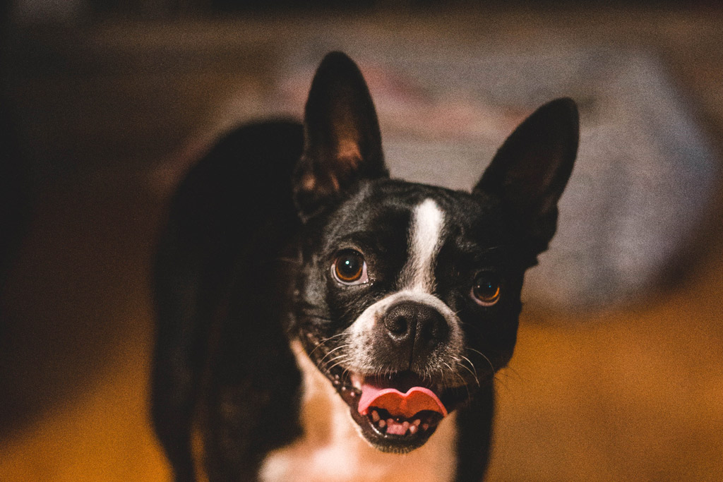 Boston Terrier Crate Training In 8 Steps