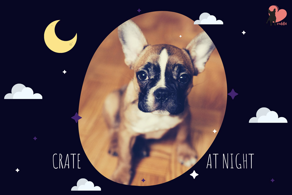 boston-terrier-crate-training-at-night