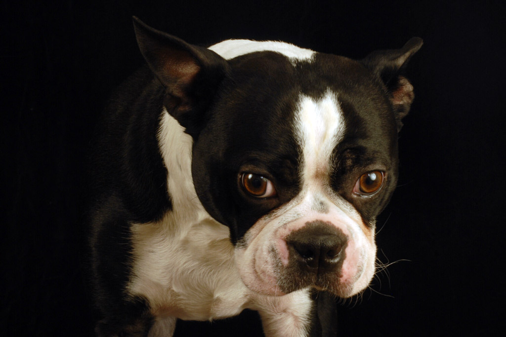 boston-terrier-crate-training-cons