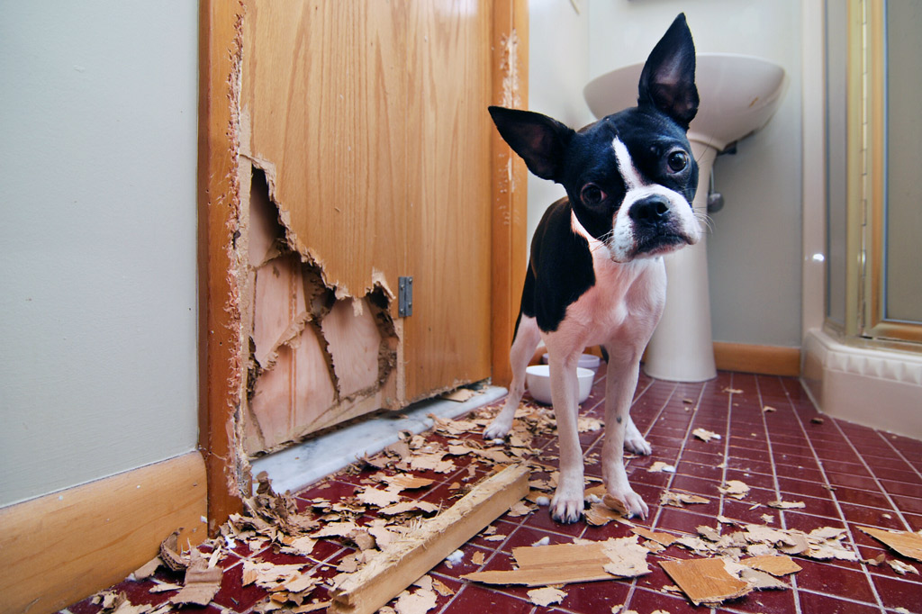 boston-terrier-crate-training-pros