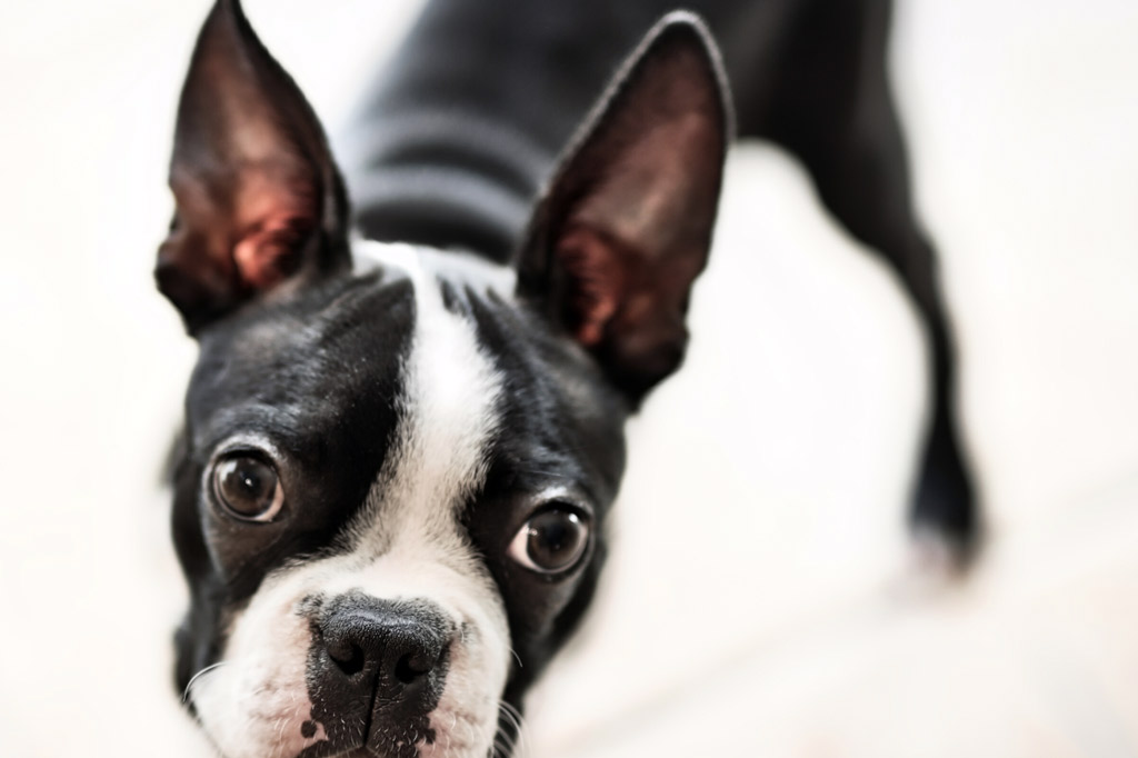 boston-terrier-crate-training-safety