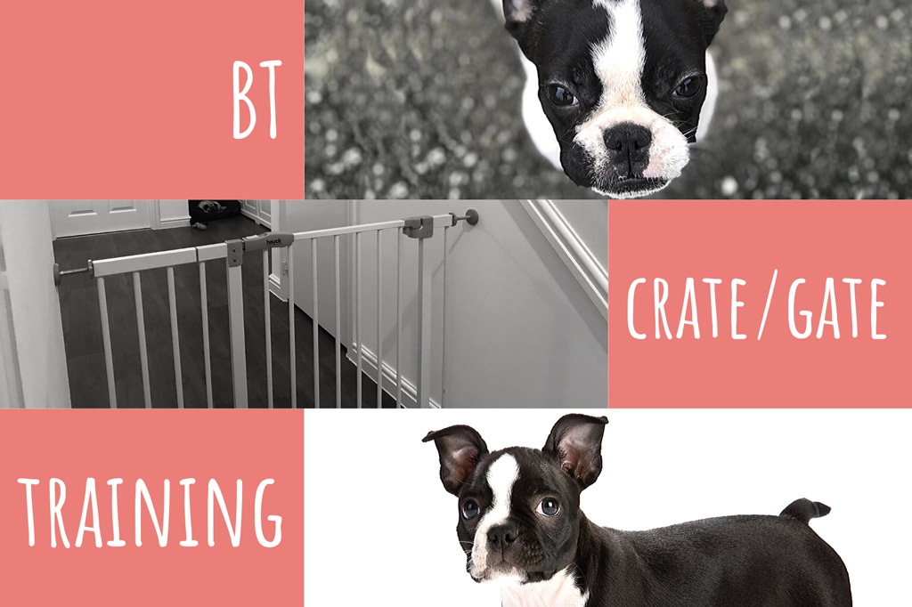 boston-terrier-crate-training