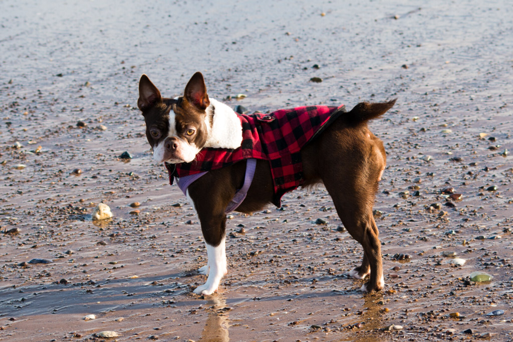 boston-terrier-crooked-tail