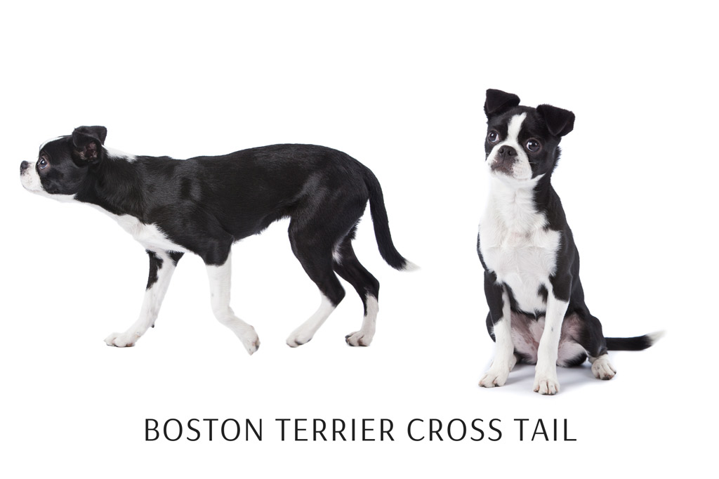 are boston terrier tails docked