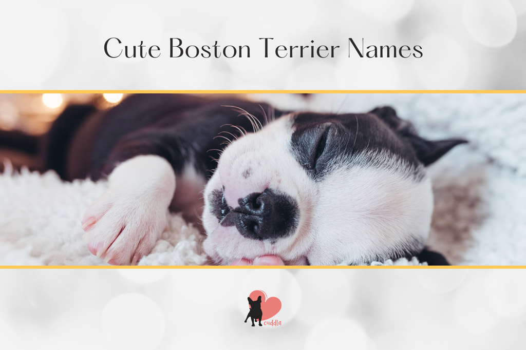 boston-terrier-cute-names