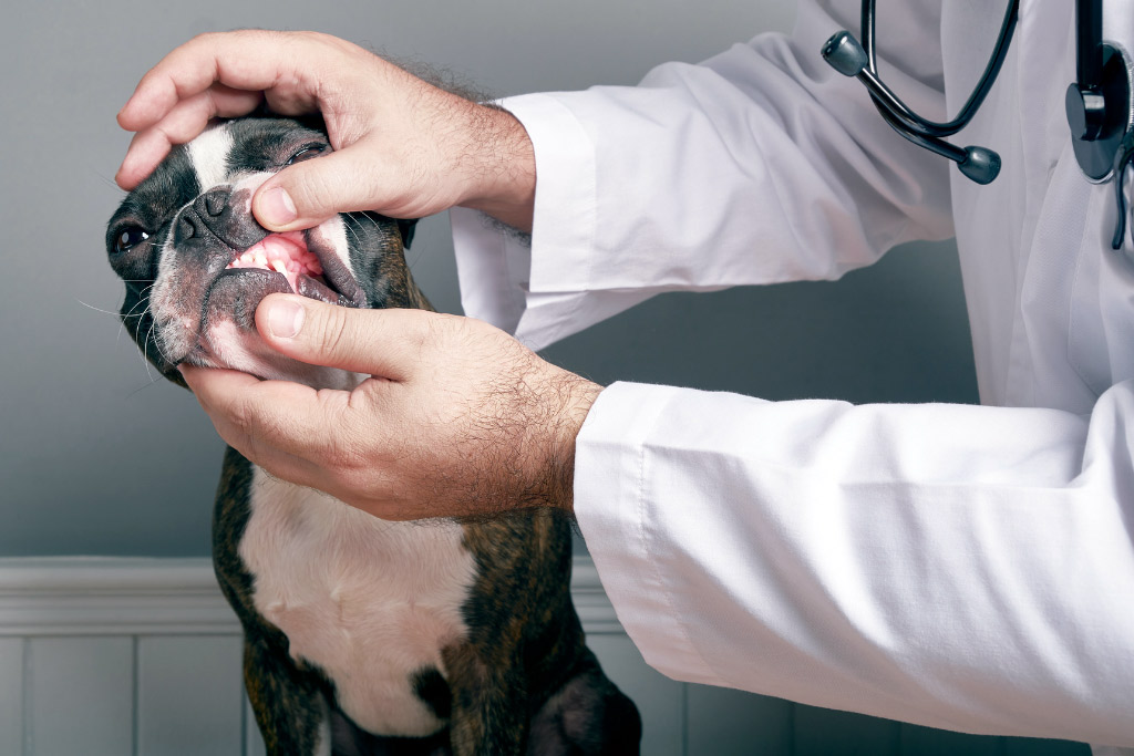 boston-terrier-dental-examination