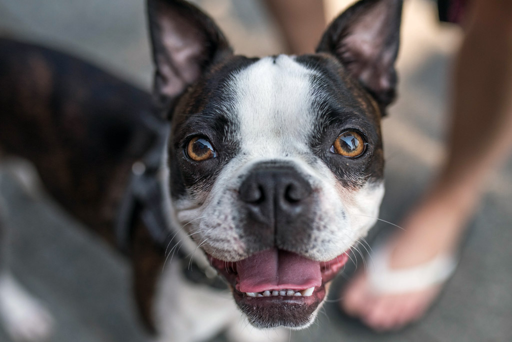 boston-terrier-dental-health