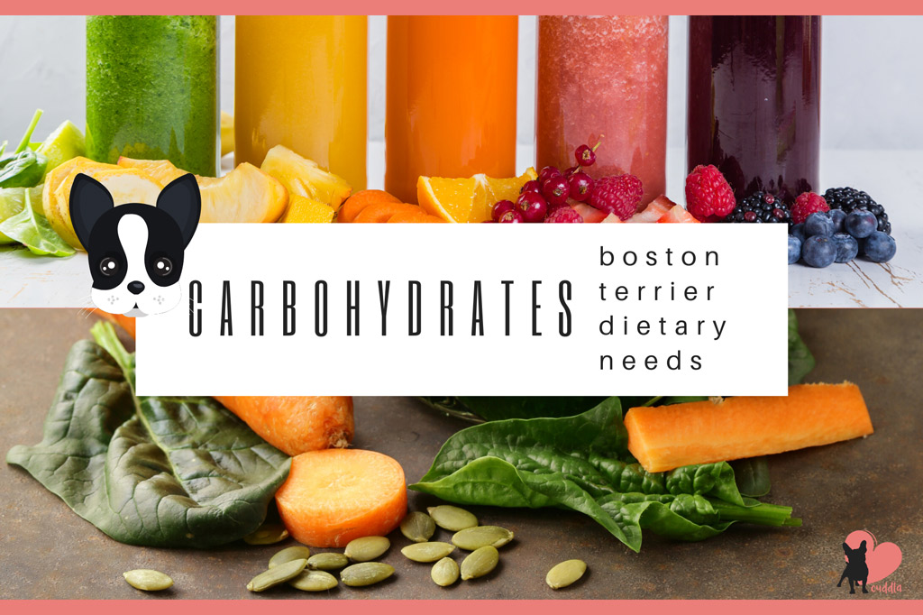 boston-terrier-diet-carbohydrates