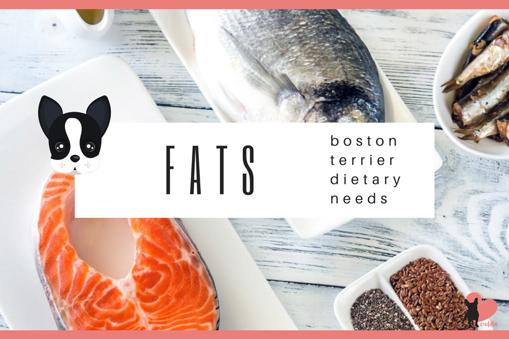 boston-terrier-diet-fats