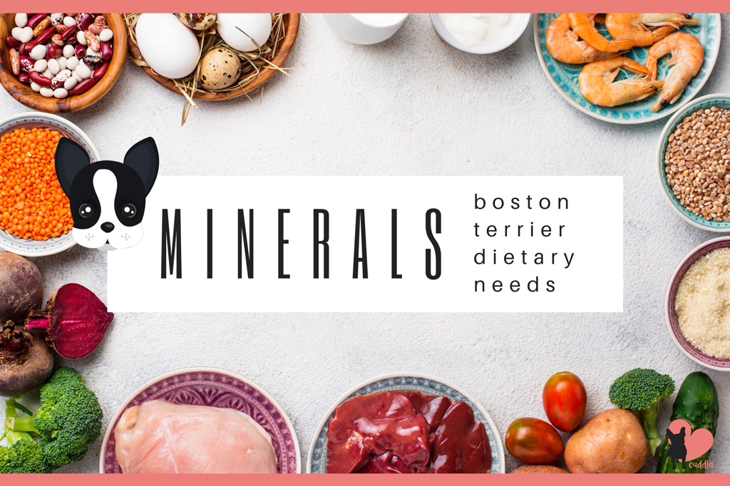 boston-terrier-diet-minerals