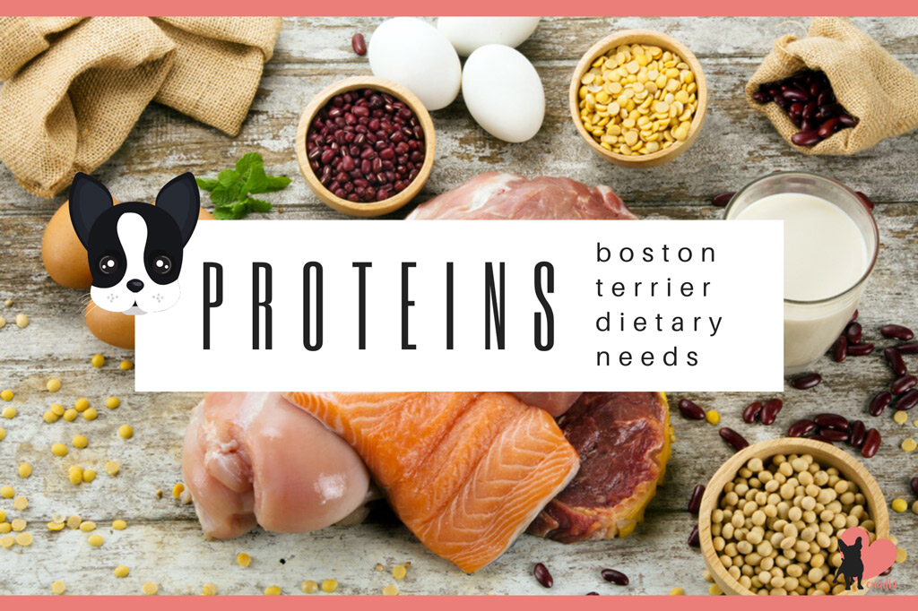 boston-terrier-diet-proteins