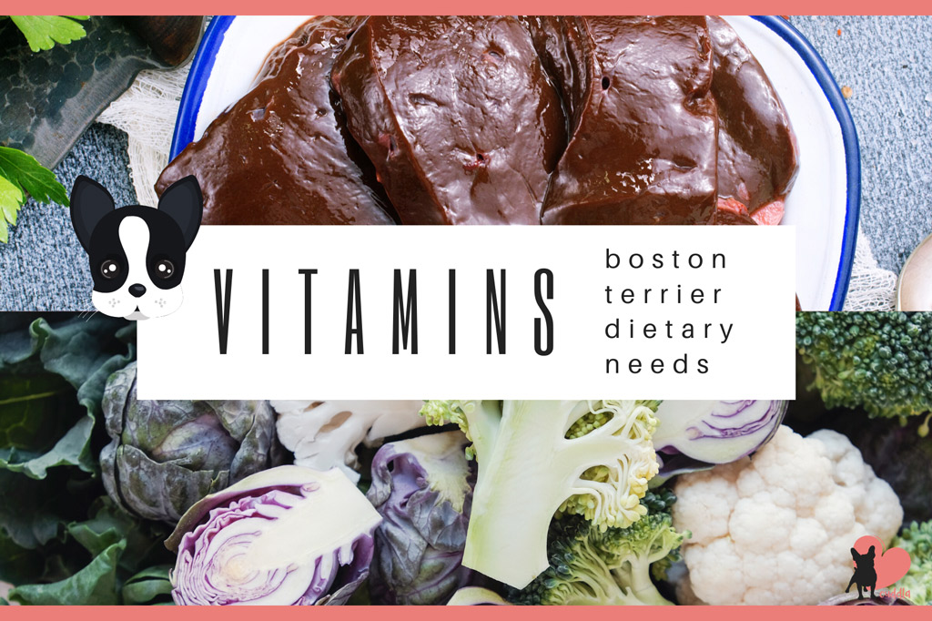 boston-terrier-diet-vitamins
