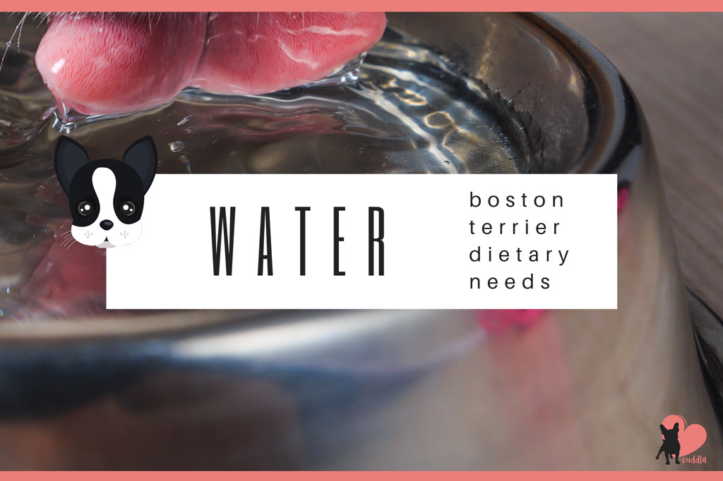 boston-terrier-diet-water