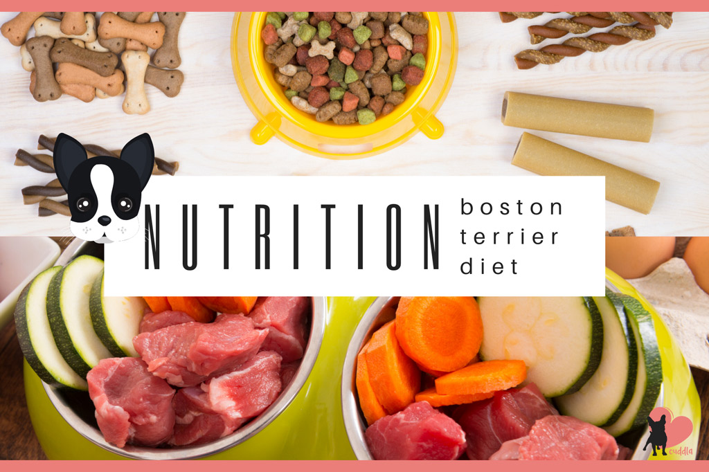 boston-terrier-diet