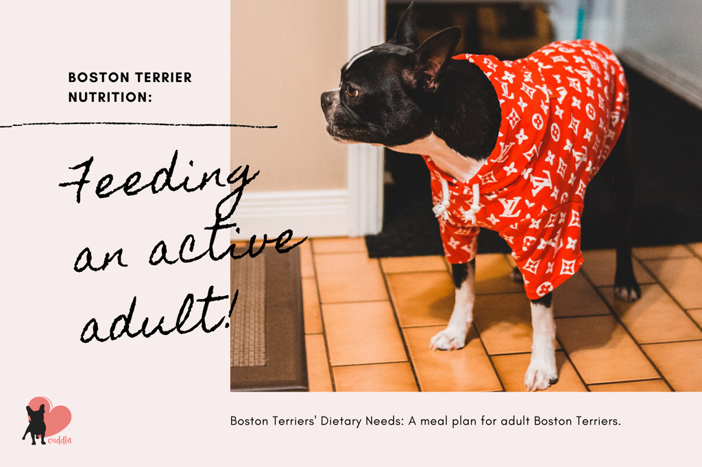 boston-terrier-dietary-needs-adult