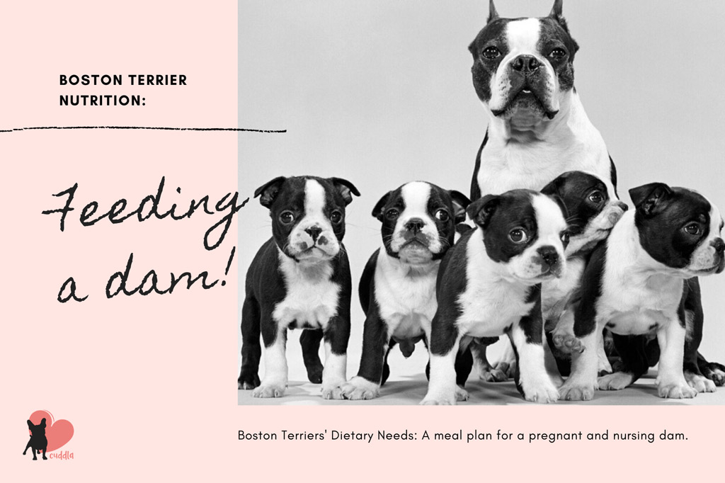 boston-terrier-dietary-needs-pregnant-and-nursing-dam