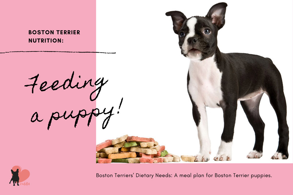 boston-terrier-dietary-needs-puppy