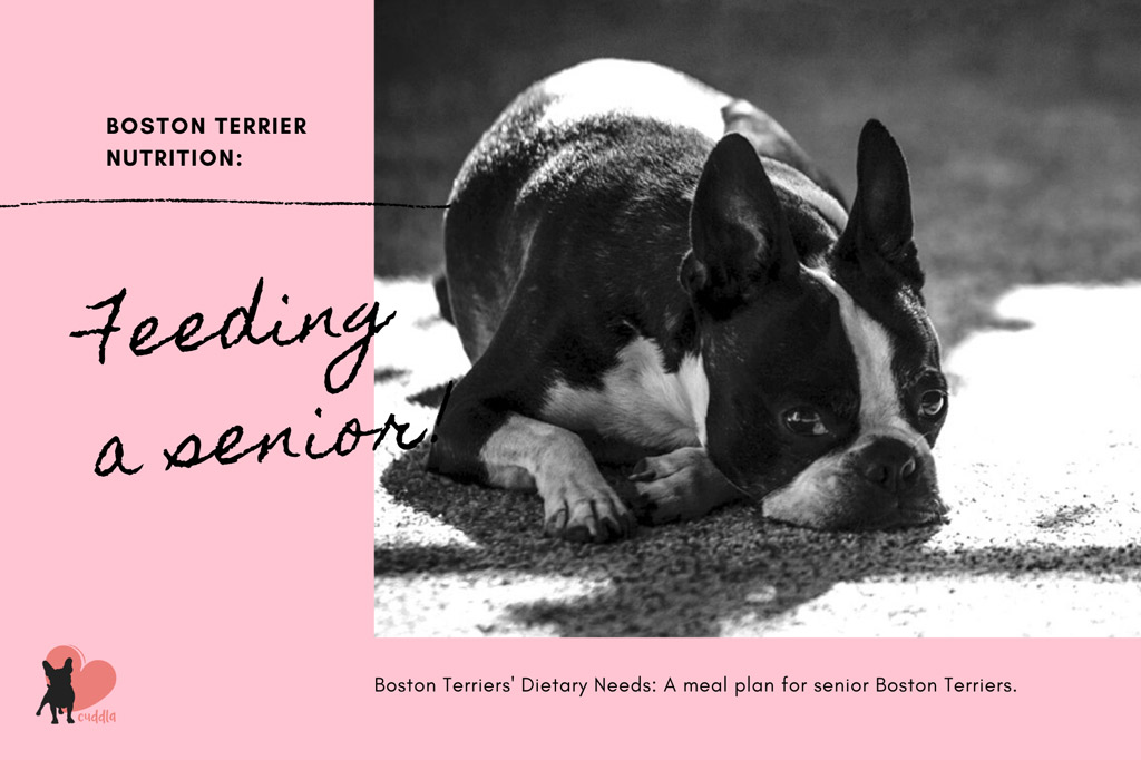 boston-terrier-dietary-needs-senior