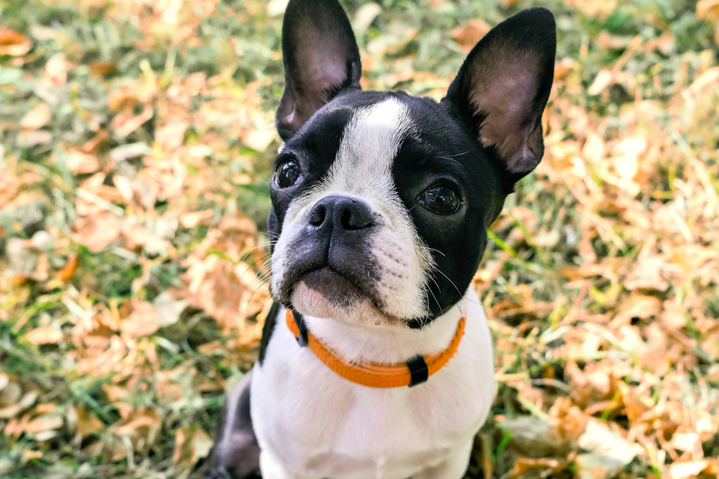 boston-terrier-digging-habit